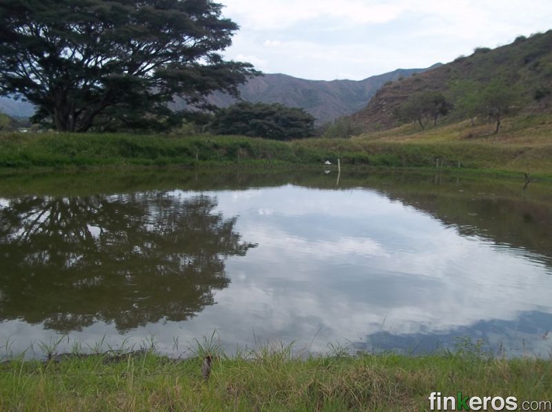 YOTOCO FINCA GANADERA 43 PLAZAS $ 440 MILLONES - Finca en Yotoco, Valle del Cauca